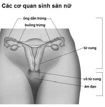 vấn đề viêm vùng chậu ở nữ giới