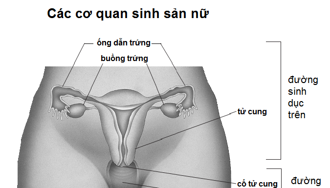 vấn đề viêm vùng chậu ở nữ giới